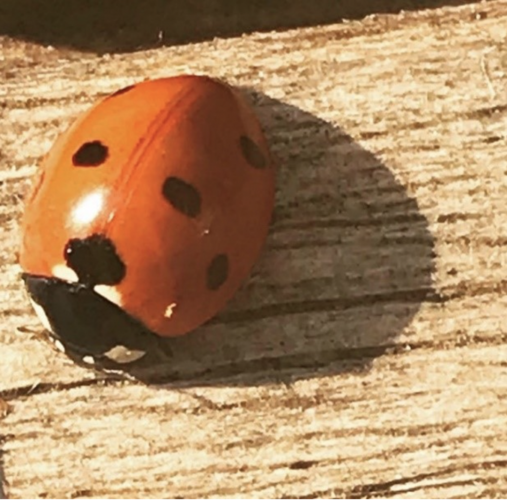 ladybug